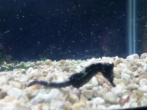 Pet Store «Fish Bowl», reviews and photos, 2117 E Race Ave, Searcy, AR 72143, USA