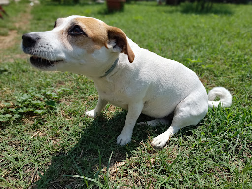 Pensioni per cani e dog hotel a Centro Medico Veterinario S. Cosimo