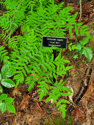 Nature Preserve «Eshqua Bog Natural Area», reviews and photos, Garvin Hill Rd, Woodstock, VT 05091, USA