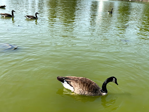 Golf Course «Alhambra Golf Course», reviews and photos, 630 S Almansor St, Alhambra, CA 91801, USA