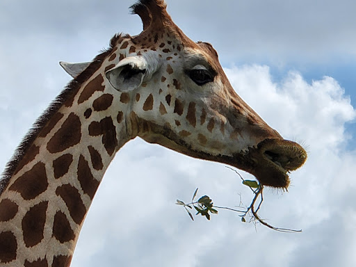 Ranch «Giraffe Ranch», reviews and photos, 38650 Mickler Rd, Dade City, FL 33523, USA