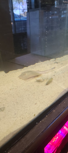 Tropical Fish Store «Discount Aquarium Fish and Reef», reviews and photos, 1301 E University Dr #128, Tempe, AZ 85281, USA