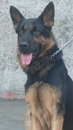 Opinii despre VETERINARIA PERLA DEL PACIFICO în Guayaquil - Veterinario