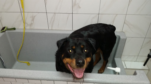 Pet Groomer «Woof Gang Bakery & Grooming Raleigh», reviews and photos, 4421 Six Forks Rd #120, Raleigh, NC 27609, USA