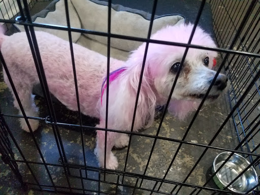 Hot Dogs Cool Cats Dog Grooming