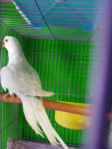 Pet Store «Inez Pet Shop», reviews and photos, 3825 Whittier Blvd, Los Angeles, CA 90023, USA