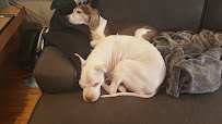 Paws In Motion, LLC