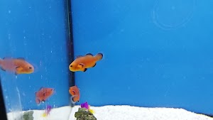 Fintastic Aquariums of Frederick - photo 92