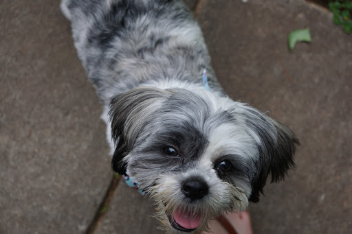 Pet Groomer «Splash and Dash Groomerie & Boutique», reviews and photos, 224 Peachtree East Shopping Center, Peachtree City, GA 30269, USA