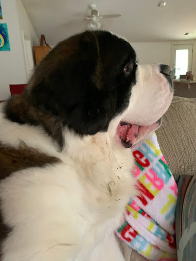 Dog Trainer «K9 Penn Dog Training Services», reviews and photos, 475 Sandy Ln, Surfside Beach, SC 29575, USA