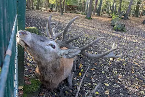 Gonsenheimer Wild Park image