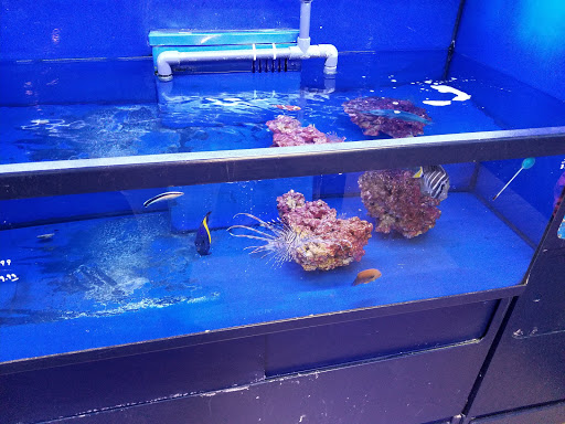 Tropical Fish Store «Aquatic Wildlife Co», reviews and photos, 70 Buckland Rd, South Windsor, CT 06074, USA