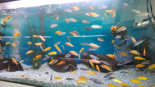 Tropical Fish Store «Trop Aquarium», reviews and photos, 3125 E Tropicana Ave D, Las Vegas, NV 89121, USA