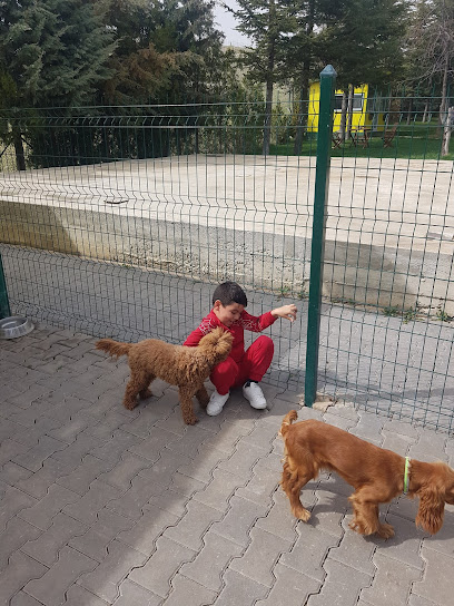 Pet Villas Köpek Oteli Eğitimi ve Rehabilitasyon Merkezi