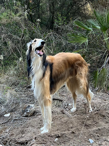 Clínica Veterinaria Almijara S.l. en Nerja