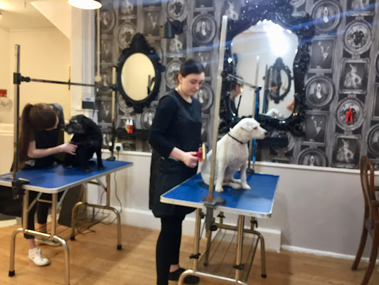 The Dog Grooming Academy