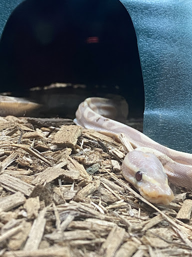 Pet Supply Store «Coastline Pet Supply», reviews and photos, 3530 Northgate Dr, Myrtle Beach, SC 29588, USA