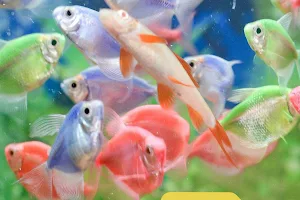 Acuario Kuki Fish Pet Shop image