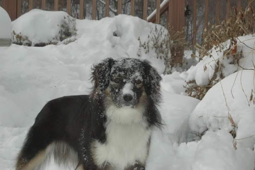 Pet Groomer «All About Dogs & Cats», reviews and photos, 16345 MN-65, Ham Lake, MN 55304, USA