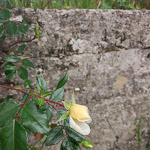 Photo n°1 de l'avis de Adelina. fait le 01/06/2022 à 05:07 sur le  Trattoria al Bongusto à Sibano