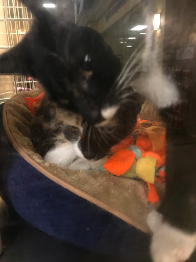 Pet Supply Store «PetSmart», reviews and photos, 9041 Snowden Square Dr, Columbia, MD 21045, USA