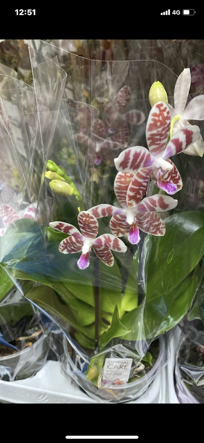 Narin Orkide Evi