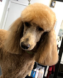 The Happy Hound Dog Grooming And Pet Supplies - Photo 2 - Car repair in Spring Valley, CA, San Diego