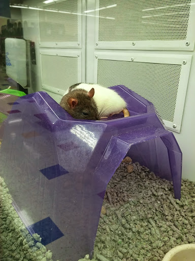 Pet Supply Store «Petco Animal Supplies», reviews and photos, 3680 Spencer Hwy, Pasadena, TX 77504, USA