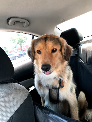 Cheryl's Pet Grooming