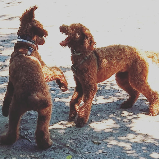 Park «Paws Place Dog Park», reviews and photos, Broadfield Rd, New Rochelle, NY 10804, USA