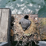 Photo n°7 de l'avis de Marina.i fait le 17/07/2021 à 16:49 sur le  Benaco - Torbole, Gardasee à Torbole sul Garda