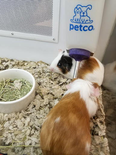 Petco
