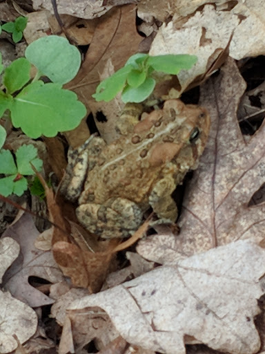 Nature Preserve «Jackson Bog State Nature Preserve», reviews and photos, 7984 Fulton Dr NW, Massillon, OH 44646, USA