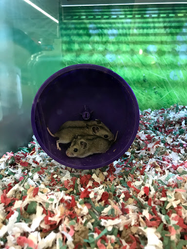 Pet Supply Store «PetSmart», reviews and photos, 36395 Euclid Ave, Willoughby, OH 44094, USA