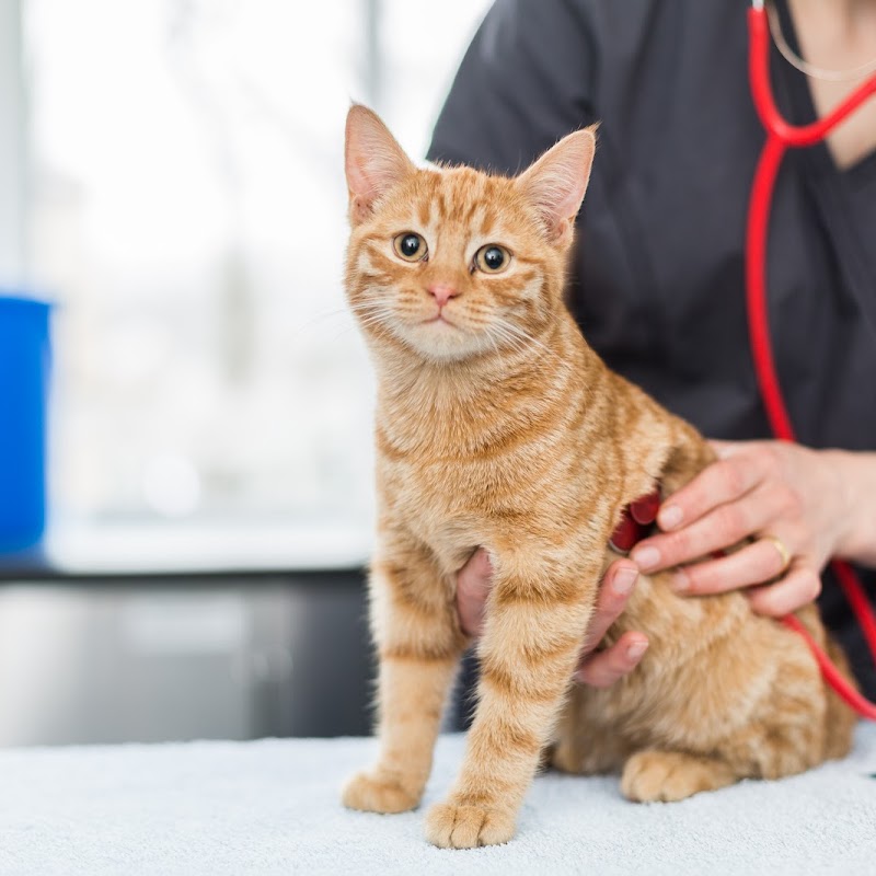 The Brook Veterinary Clinic