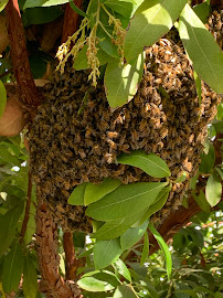 Family Bees Eco-Friendly Bee Removal - Photo 3 - Car repair in Beverly Hills, CA, Los Angeles