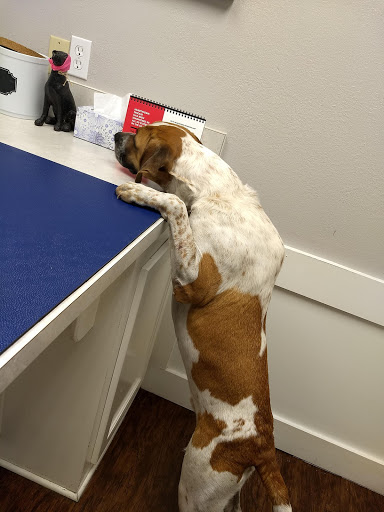 Ardmore Animal Hospital image