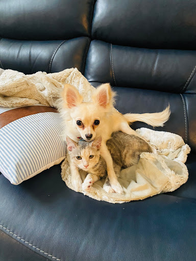 Pet Supply Store «Pet Supplies Plus», reviews and photos, 9500 Dorchester Rd #350, Summerville, SC 29485, USA