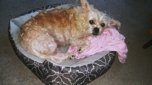 Pet Supply Store «Pet Source», reviews and photos, 1927 Spartanburg Hwy, Hendersonville, NC 28792, USA