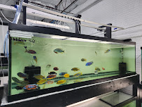 Beantown Aquatics - Photo 2 - Car repair in Garland, TX, Garland