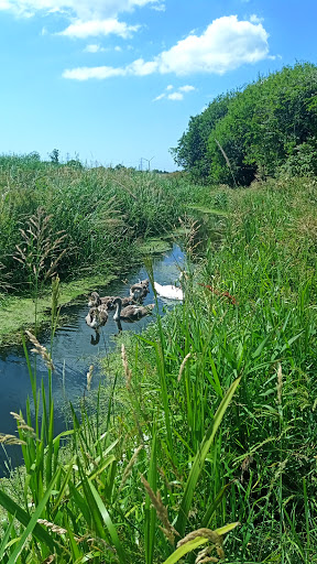 Marshes nearby Cardiff