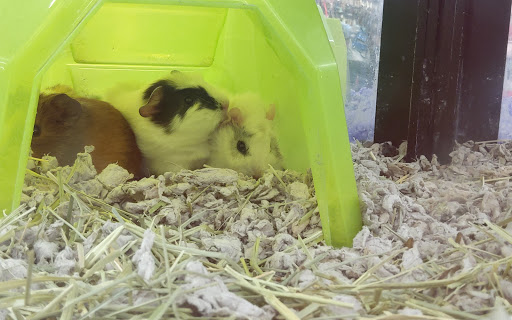 Pet Supply Store «Petco Animal Supplies», reviews and photos, 1694 Boston Rd, Springfield, MA 01129, USA