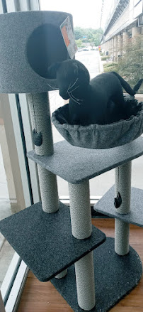 Pet Supermarket - Photo 6 - Car repair in Atlanta, GA, Atlanta