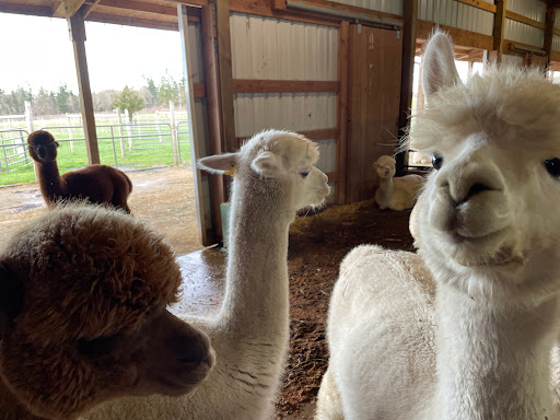 Livestock Breeder «Alpacas at Marquam Hill Ranch», reviews and photos, 35835 OR-213, Molalla, OR 97038, USA