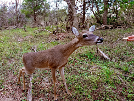 Park «Bamberger Nature Park», reviews and photos, 12401 Babcock Rd, San Antonio, TX 78249, USA