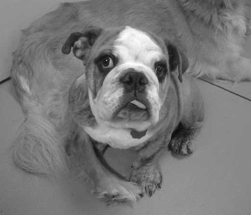 Pet Groomer «Delaware Pet Stuff», reviews and photos, 435 Dunlap St, Delaware, OH 43015, USA