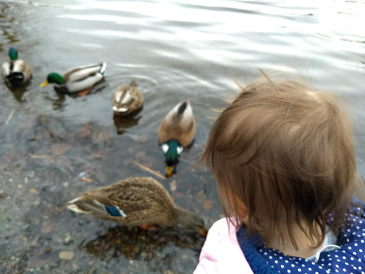 Park «Cottage Lake Park», reviews and photos, NE Woodinville Duvall Rd, Woodinville, WA 98072, USA