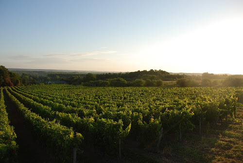 DOMAINE NICOLAS PAGET à Rivarennes