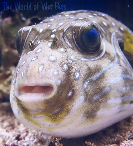 Pet Store «World of Wet Pets», reviews and photos, 8542 SW Apple Way, Portland, OR 97225, USA