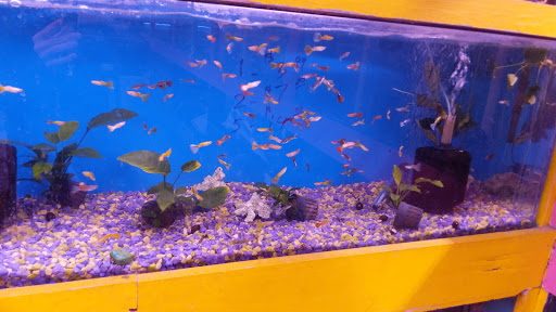 Pet Store «D D Fish & Pets», reviews and photos, 2413 S Fairview St, Santa Ana, CA 92704, USA